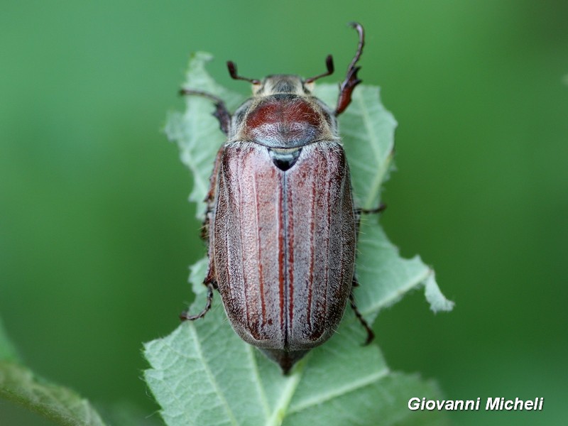 Melolonthidae: Melolontha hippocastani, femmina